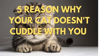5 Reasons Why Your Cat Doesn’t Cuddle With You
