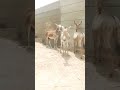 صوت الحمار في الصحراء! 🐴 #Shorts #TharDesert