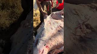 Left Handed Skinning #Kuiu #Hunter #bowhunter #beef