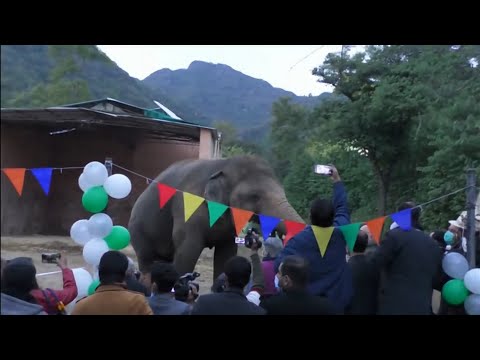 People say goodbye to elephant Kaavan in a farewell party (1) (Pakistan) ITV News 23 November 2020