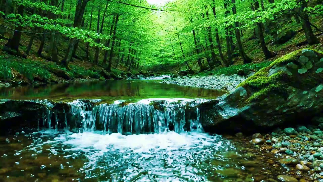 Beautiful Forest Sounds 🌿 Calming River & Forest Birdsong | Nature ASMR