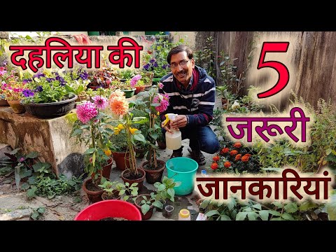वीडियो: डाहलिया पौधे की देखभाल: बगीचे में डहलिया कैसे लगाएं