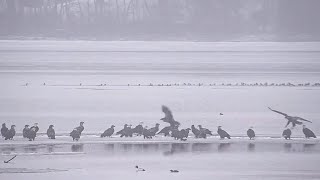 Mississippi River Flyway. A lot of Eagles \& Ducks - explore.org 03-06-2023