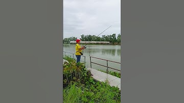 Throw Fishing Bait | Ném Mồi Câu Cá Tra #Shorts