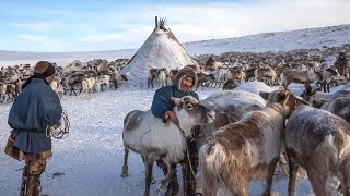 Millions Of Reindeer Are Raised This Way By Russian Nomadic Farmers