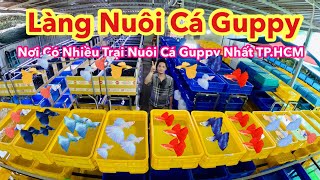 Guppy Fish Village | The Area with the Most Guppy Fish Farms in Ho Chi Minh City