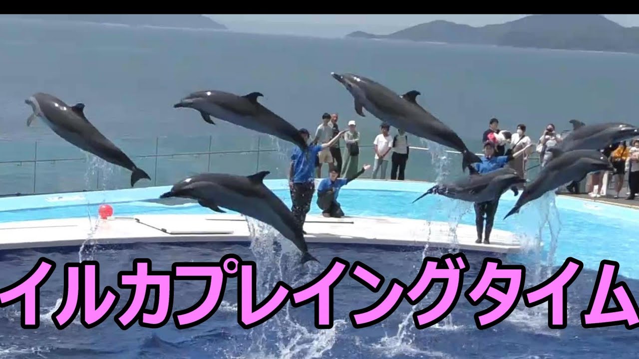 四国水族館のイルカショー（イルカプレイングタイム）に感動しました☆彡