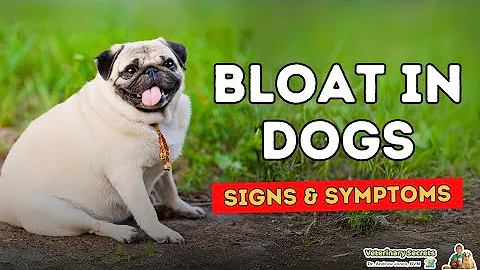 Bloat in Dogs: Signs to Watch For, What To Do - DayDayNews