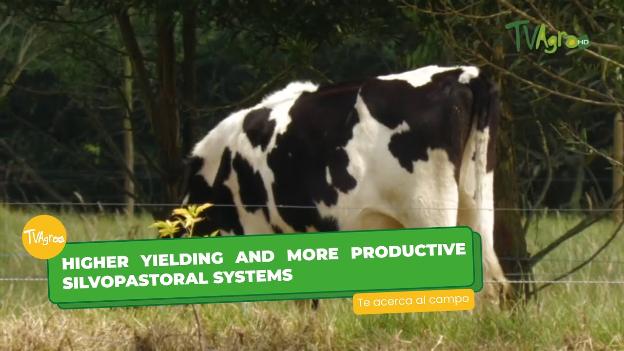 Higher yielding and more productive silvopastoral systems
