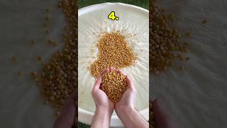 How Many Kernels Sink In Water?
