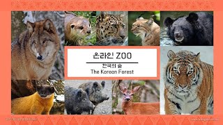 아무르호랑이/Amur Tiger/アムールトラ/เสือโคร่ง