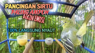 Pancingan sirtu/cipoh Gacor, BIKIN EMOSI SIRPU LAIN