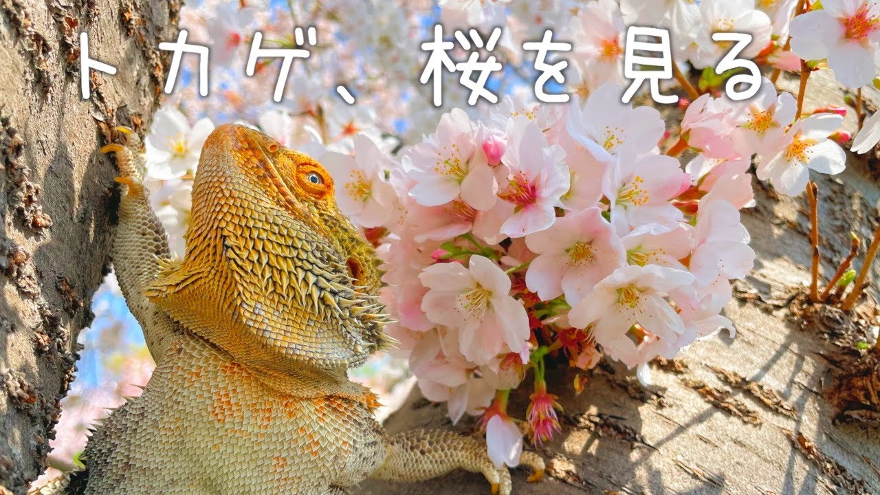 フトアゴヒゲトカゲとお花見したら楽しすぎた - YouTube