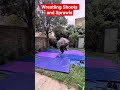 Wrestling Shoots and Sprawls. #wrestling #wrestlingfans #warmup #wrestlinglife #wrestlingcommunity
