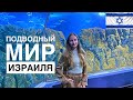 В ГЛУБИНАХ МОРЯ. Океанариум в Иерусалиме