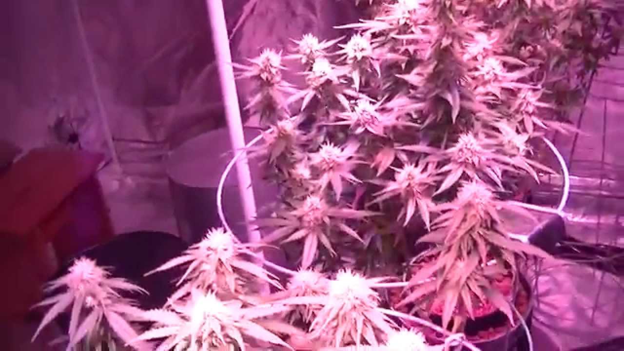 Hydroponic Update - Working on them Buds! - 8x8 Flower Tent Day 28