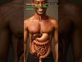 Digestive System Animation | Human Anatomy Educational Video | Stomach AI Art View Mp3 Song
