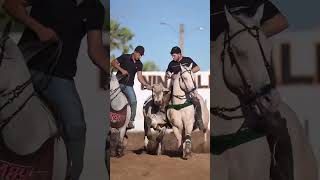 #vaquejadaaovivo #shorts #vaquejada #vaqueirama #playvaquejada #piauí #abqm #horse #vidadegado #feed
