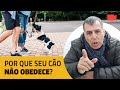 Por que seu cão não obedece?