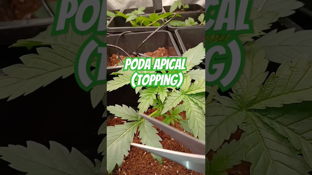 Como hacer la PODA apical o TOPPING ✂️ a mis plantas 
