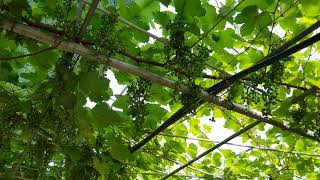 포도가 익어가는 계절.주인님의 포도사랑.#팔공산자락 #골목투어 #trees