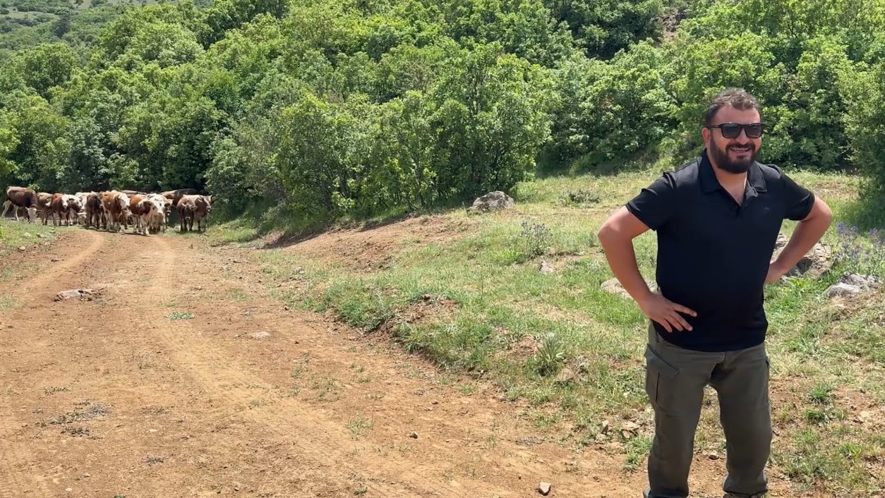 YAYLAYA DANA SEÇMEYE GİTTİK