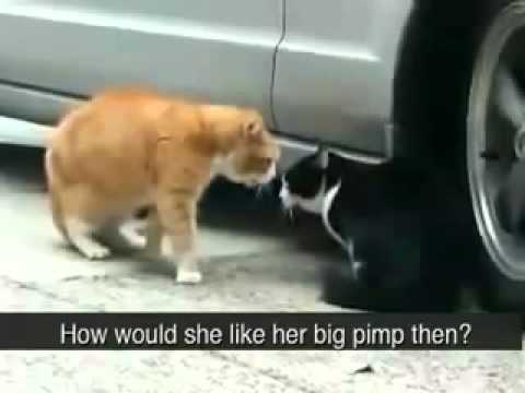watch-funny-cats---funny-cats