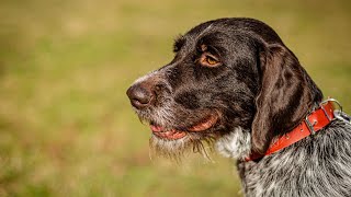 Exercising Your German Wirehaired Pointer: Avoiding Overexertion!