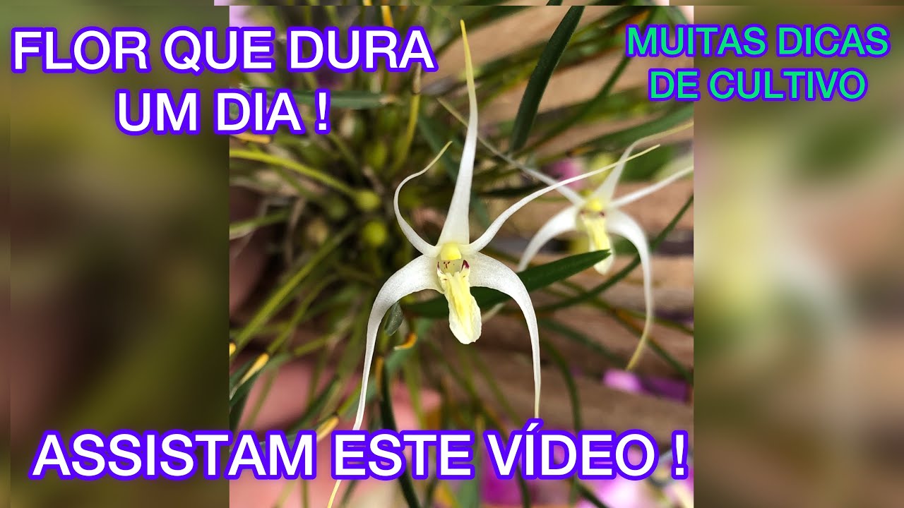 FLOR DA ORQUÍDEA QUE DURA 1 DIA, CONHEÇAM !!! - thptnganamst.edu.vn