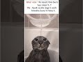 #tweetreels #brokenheart #sadstatus #sad #lofimusic #lofichill #aesthetics #thouths #memes #cat