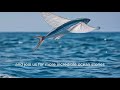 Series Why (Animal) part 07: Why Can Flying Fish Glide Above the Ocean? The Secret of Torani Fish