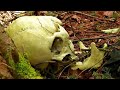 Uncovering Hidden Tombs and Caves in Aokigahara - [The Suicide Forest ]