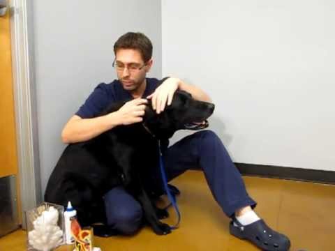 How to clean your dog's ears - YouTube