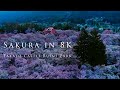 Sakura in 8K- Takato Castle Ruins Park/天下第一の桜 〜高遠城址公園〜