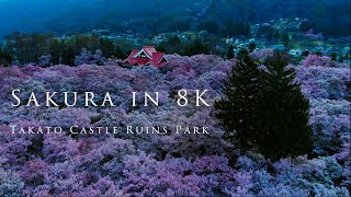 Sakura in 8K- Takato Castle Ruins Park/天下第一の桜 〜高遠城址公園〜