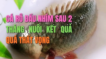 CÁ RÔ ĐẦU NHÍM SAU 2 THÁNG NUÔI KẾT QUẢ THẬT THẤT VỌNG