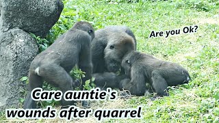 Gorilla Ringo cared so much about auntie's wounds after quarrel  / 小Ringo非常關心吵架後阿姨受傷