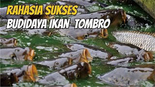 Cara Budidaya Ikan Tombro Untuk Pemula