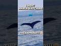 Sureal moments 🐳 #whale #ocean #reels #happiness #shorts #trending #viral #yt