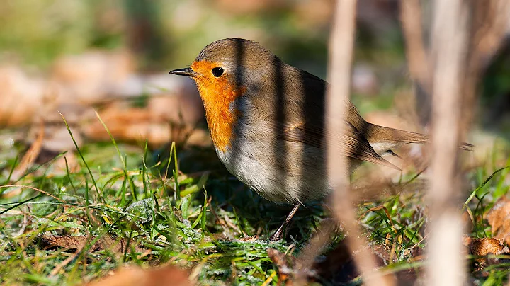 Make your garden a bird’s paradise