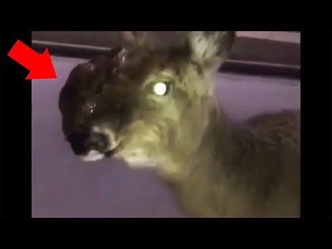 13-scary-zombie-deer-videos