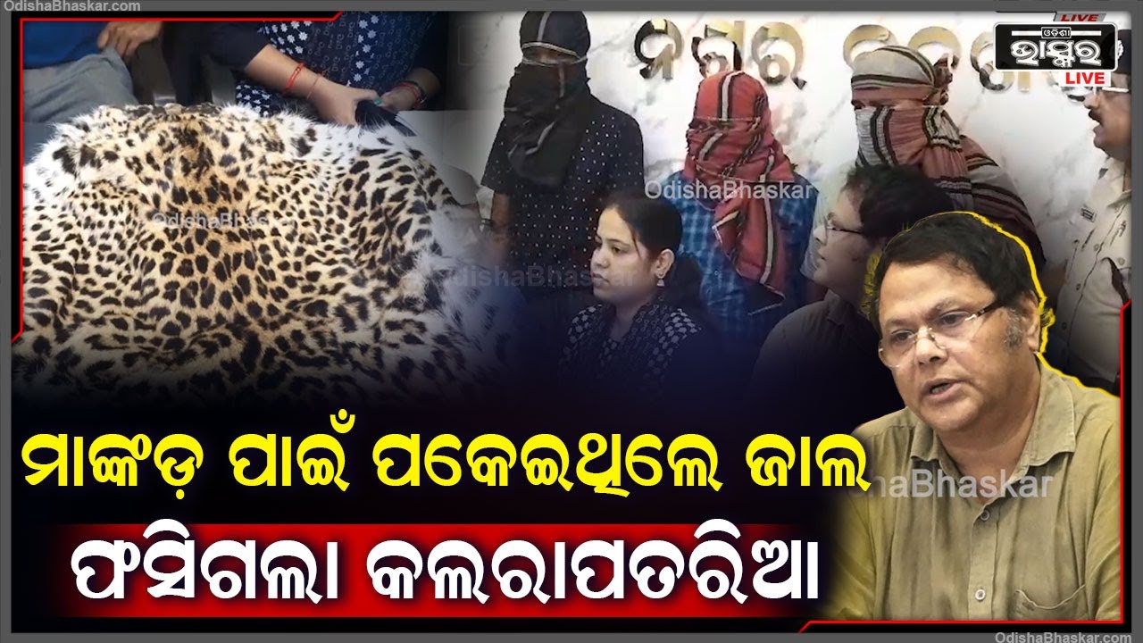 'ମାଙ୍କଡ଼କୁ ଧରିବା ପାଇଁ ଜାଲ ପକେଇଥିଲେ ହେଲେ ଭୁଲରେ କଲରାପତରିଆ ଫସିଗଲା ଆଉ ତା'ପରେ ତା' ଦେହରୁ....'