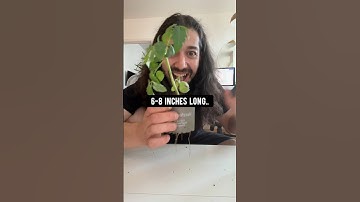 DIY Tomato Plants using Store-Bought Tomatoes | creative explained