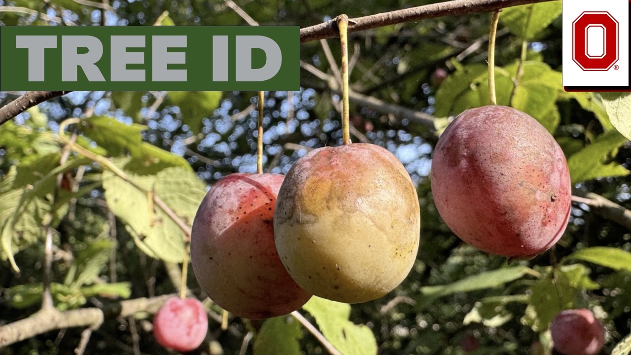 treeページ Tree ID | SE Ohio Woods - Ohio State University Extension