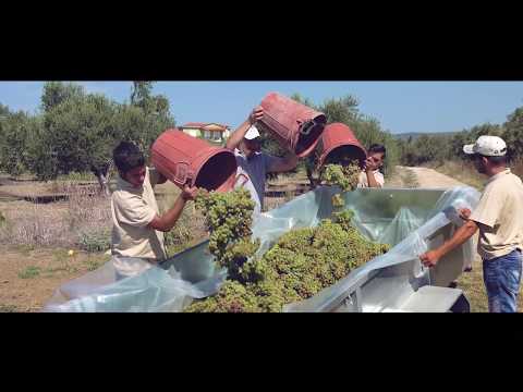 Βίντεο: Πώς να καλλιεργήσετε σταφύλια στη Σιβηρία