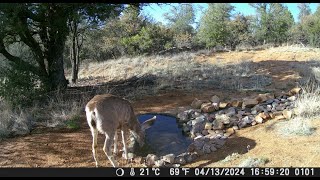 Wild Animals caught on Pond Cam: Mule Deer Does, Dove, Jack Rabbit and Raven.Drinking & Licking Salt