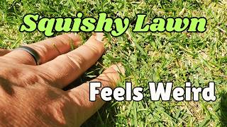 Why Your Lawn is Spongy, Soft, And Squishy screenshot 1