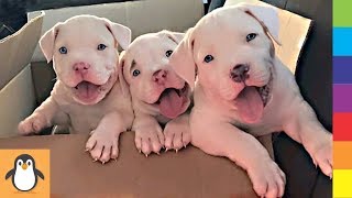 4 Pitbull & Staffy Lovers ❤ Funny and Cute Pitbulls and Staffies Videos Compilation by PIGO 295 views 4 years ago 12 minutes, 53 seconds