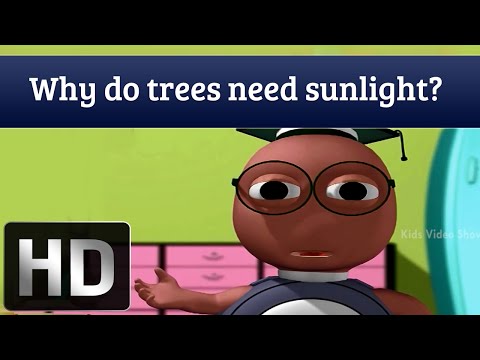 วีดีโอ: ข้อเท็จจริงการสังเคราะห์แสงสำหรับเด็กคืออะไร?
