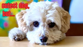 5 Things I Wish I Knew Before Getting My Maltipoo